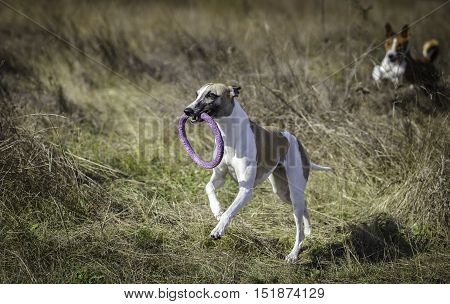 Whippet On A Walk In The Park
