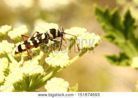 Nature, animals, fauna, insects, bugs, beetles, summer, Coleoptera, insects squad