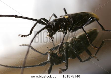 Nature, animals, fauna, insects, bugs, beetles, summer, Coleoptera, insects squad