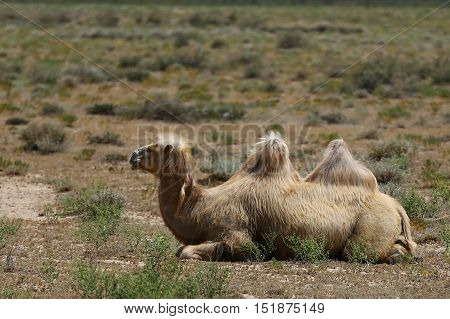 Nature, animals, fauna, camel, desert, Camelidae, masalamovies, Camelidae, artiodactyls