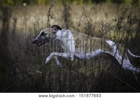 Whippet On A Walk In The Park