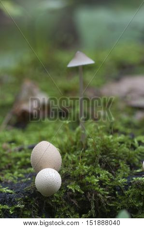 Puffball mushrooms on a stump - Lycoperdon pyriforme in a moss