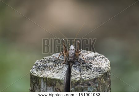 The female green grasshopper autumn back view