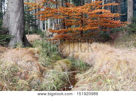 Image of the forest autumn still life with the streamlet