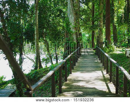 Wood bridge forest at Khaolak-Lumru National Park Phang-nga, Thailand