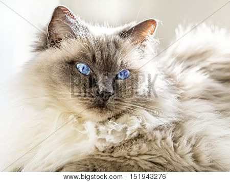 Close up of a blue colorpoint Ragdoll cat lying in sunlight