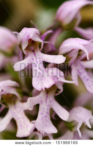 Conical Orchid Flower Detail – Orchis Conica