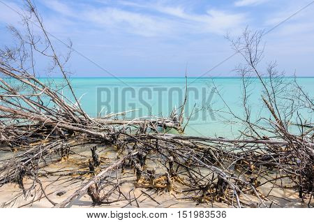 Tree Branches In Cayo Levisa Island In Cuba