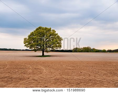 Alone big oak tree in the middle of field on spring time