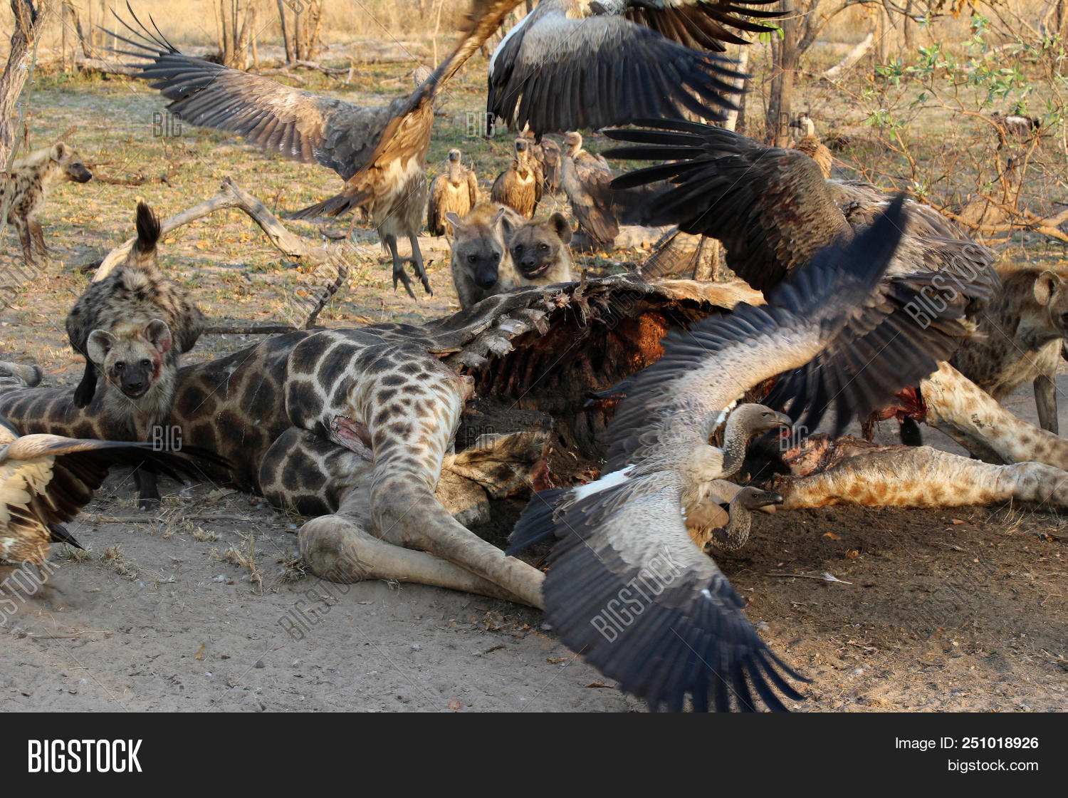 Pack Hyenas Flock Image & Photo (Free Trial) | Bigstock