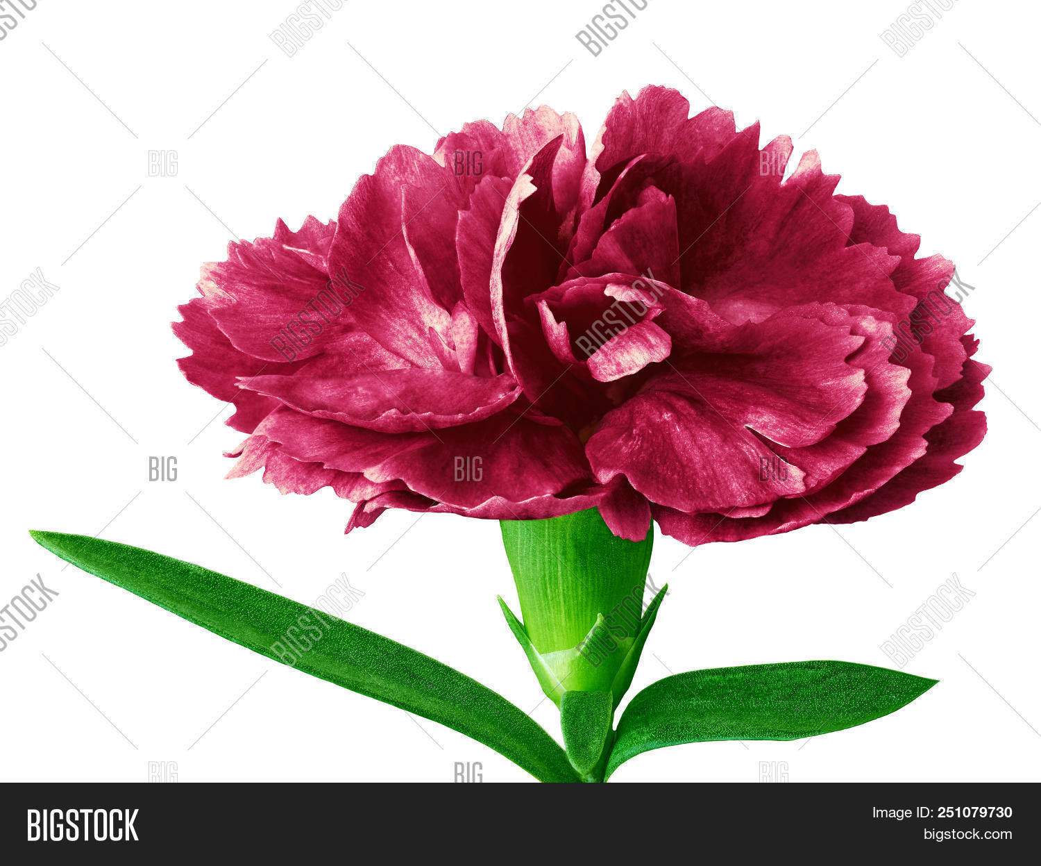 burgundy white image photo free trial bigstock burgundy and white background