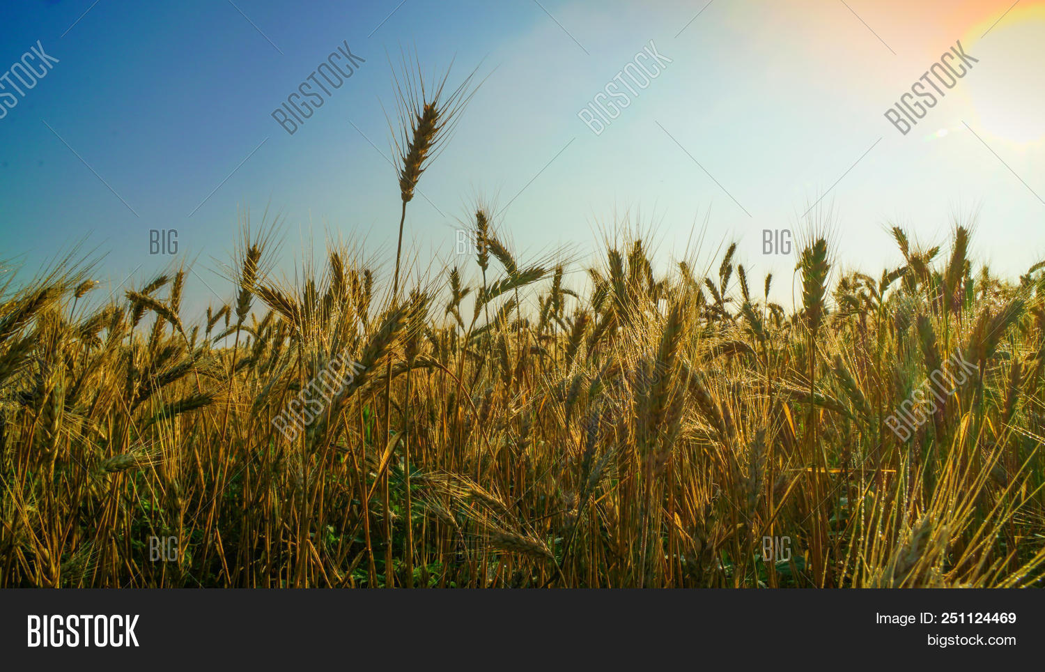 Golden Field Barley. Image & Photo (Free Trial) Bigstock