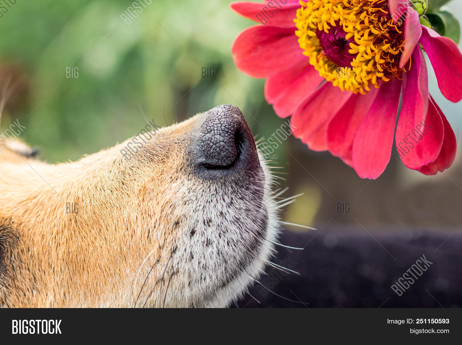 Dog Sniffs Pink Flower Image & Photo (Free Trial) Bigstock