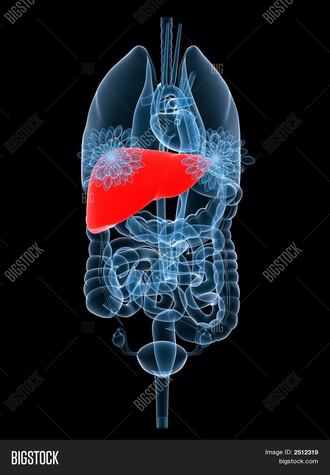 XRay Organs Liver Image & Photo (Free Trial) Bigstock