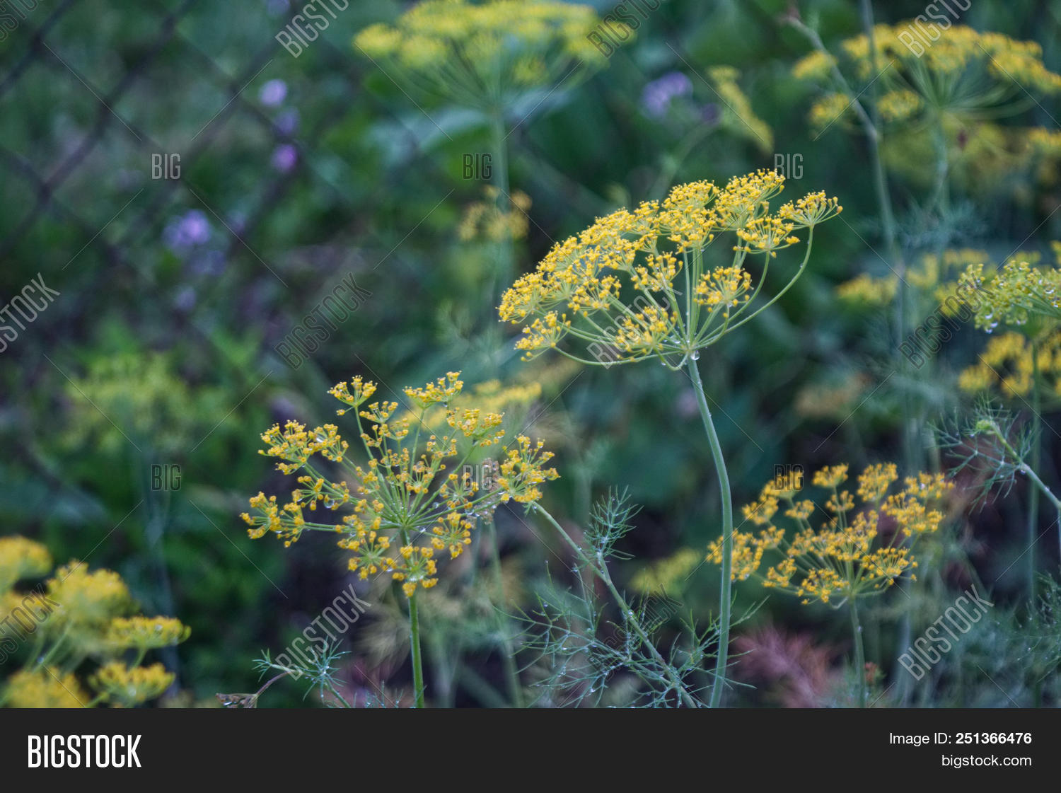 Anethum Known Dill Image & Photo (Free Trial) | Bigstock