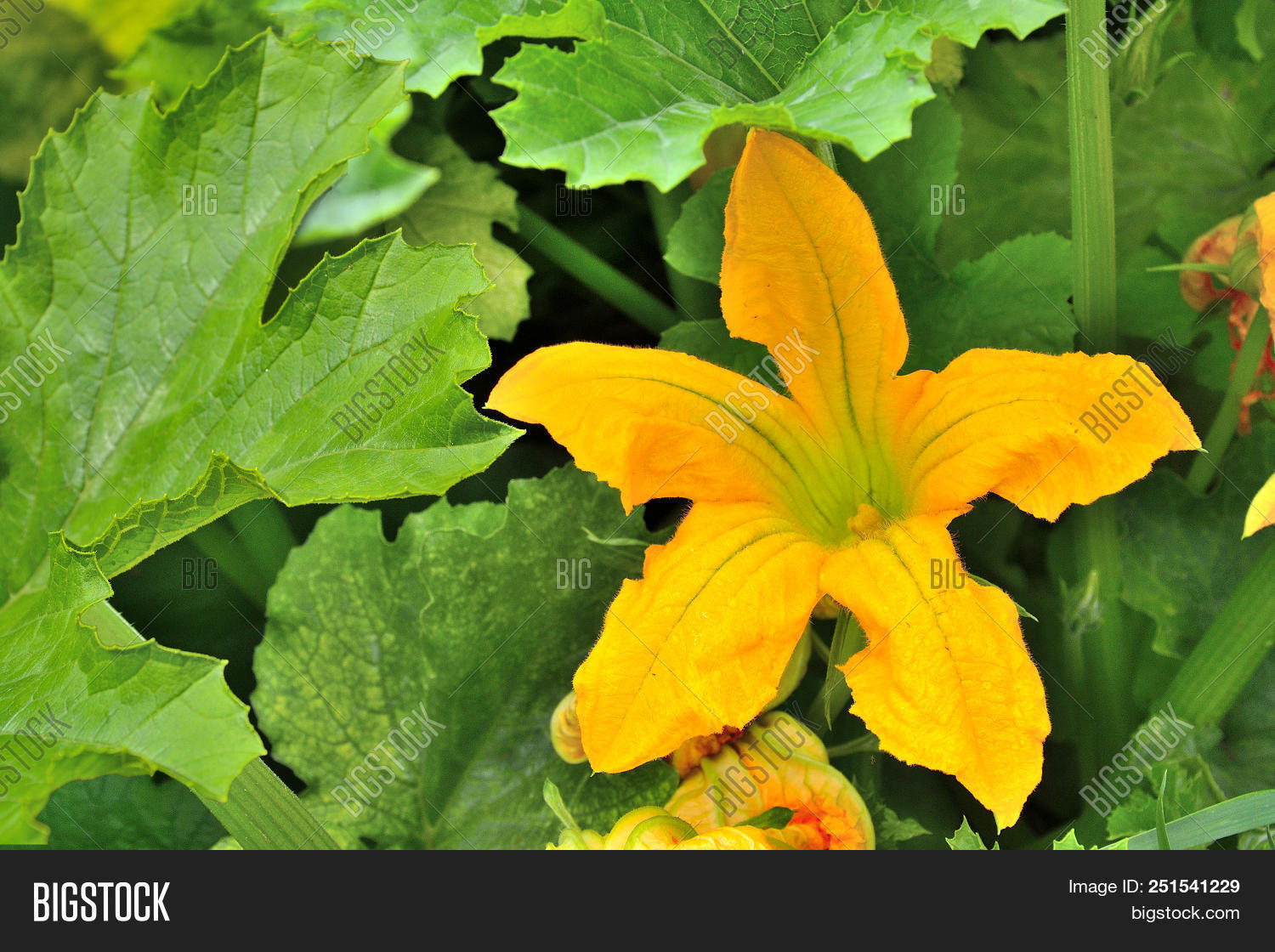 Yellow Flower Zucchini Image & Photo (Free Trial) Bigstock