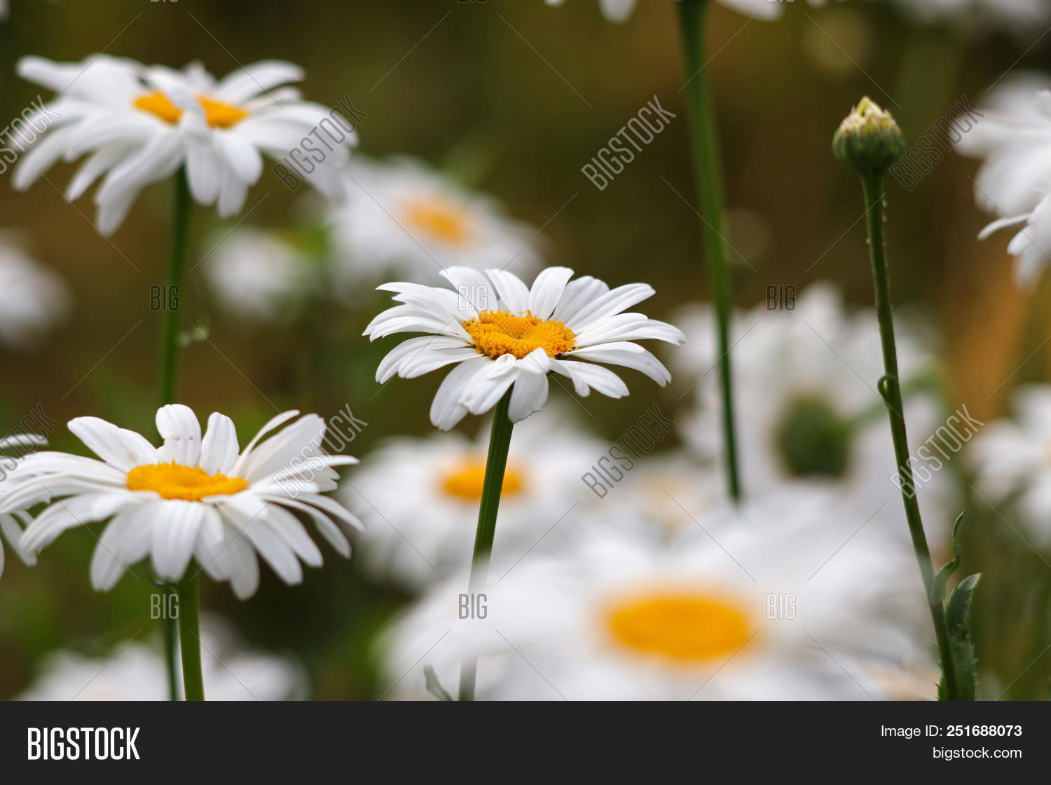 Oxeye Daisies Growing Image & Photo (Free Trial) Bigstock