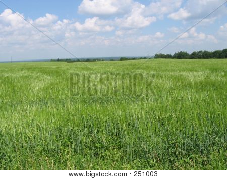 Weizenfeld