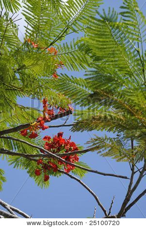 Alev orman ağacı (Delonix regia)