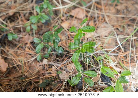 Blueberry Plant In A Forest In An Early Spring