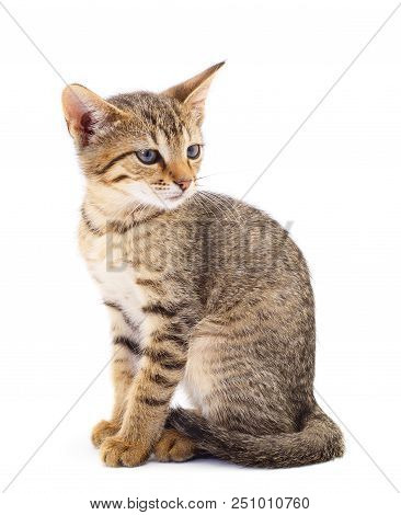 Small Brown Kitten On A White Background