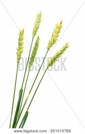 Green Ears Of Wheat Isolated On White Background.