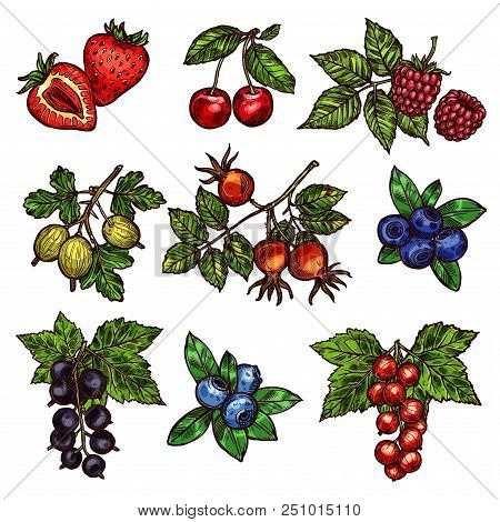 Berry Branches Sketch Of Fresh Garden Fruits. Strawberry, Cherry And Blueberry, Raspberry, Gooseberr
