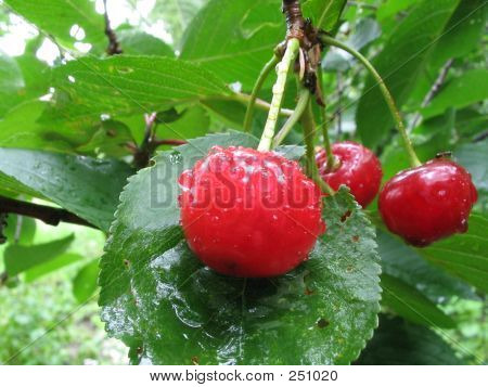 Leckere Kirschen