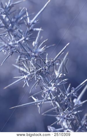 Winter Thorns