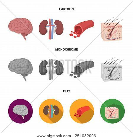 Brain, Kidney, Blood Vessel, Skin. Organs Set Collection Icons In Cartoon, Flat, Monochrome Style Ve