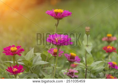 Flowers Zinnia In Summer In Sunny Weather, Close-up