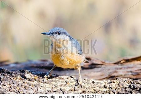 Sitta Europaea Or Trepador Azul On A Trunk