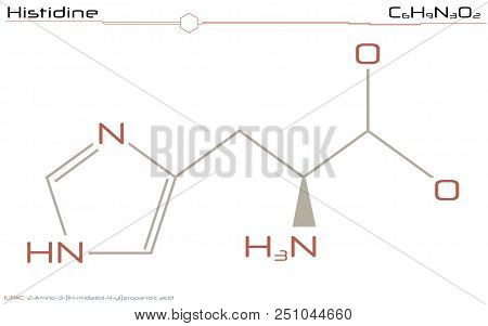 Large And Detailed Infographic Of The Molecule Of Histidine