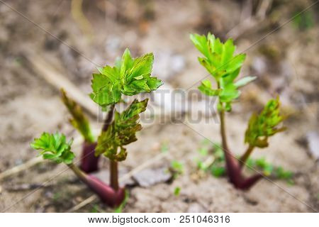 Lovage Leaf. Sea Parsley. Young Spring Shoots Of Lovage. Farm. Spring.
