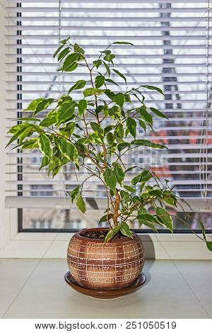 Ficus Benjamina. House Plant. Floral Background. Window
