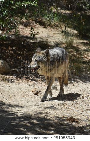 Plains Wolf Walking Across A Scrubby Area.