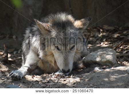 Slightly Tattered Ears On A Resting Timber Wolf.