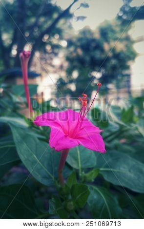 Pink Fuchsia Magenta Mirabilis Jalapa, Marvel Of Peru, Four O Clock Flower, Dondiego De Noche,  Stun
