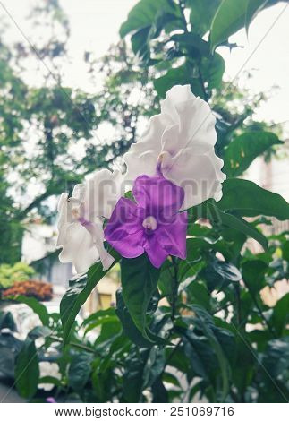 Brunfelsia Pauciflora, Yesterday-today-and-tomorrow, Morning-noon-and-night, Kiss Me Quick, Brazil R