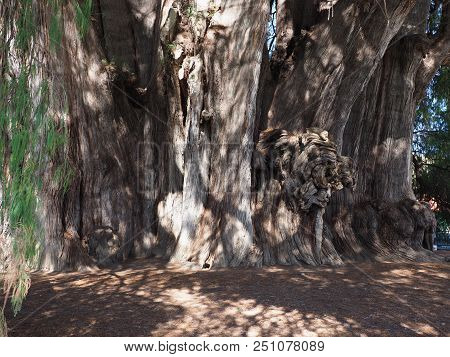 Stoutest Trunk Of The World Of Big Montezuma Cypress Tree At Santa Maria Del Tule City In Mexico At 