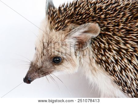 Small, Earshot, Spiny Hedgehog Isolated On White Background