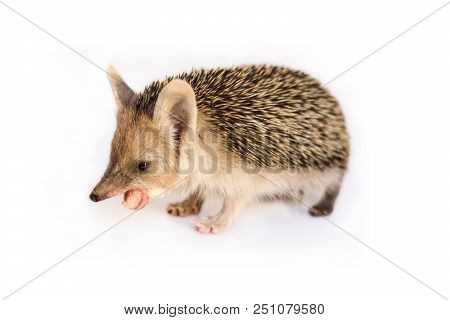 Small, Earshot, Spiny Hedgehog Isolated On White Background