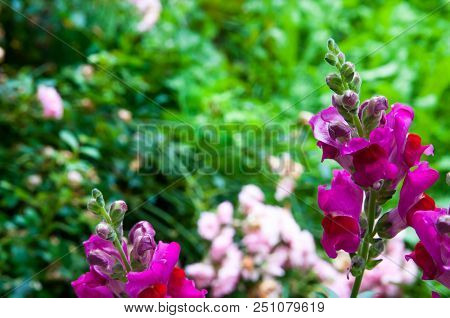 Colorful Antirrhinum Flower ( Antirrhinum Majus) Close Up Shot On Natural Light.