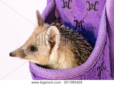 Small, Earshot, Spiny Hedgehog Isolated On White Background