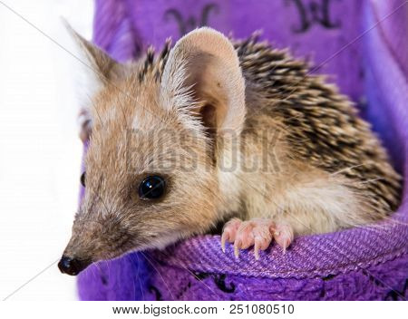 Small, Earshot, Spiny Hedgehog Isolated On White Background