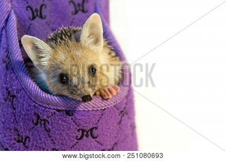 Small, Earshot, Spiny Hedgehog Isolated On White Background