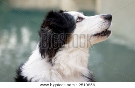 Cane da Pastore australiano accattonaggio