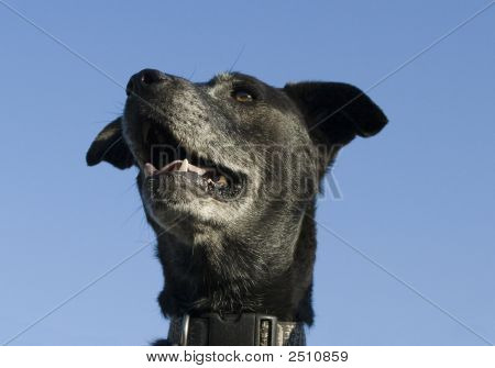 Vecchio cane nero