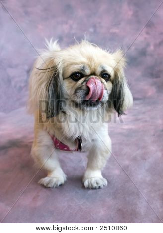 Pekingese leccare naso