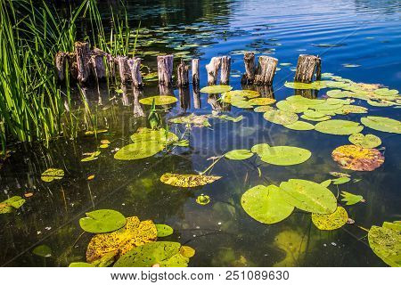 Lake With Some Nenufar Leaves On A Summer Day